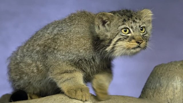 Pallas Cat watching something move in the distance as it crouches down on branch.