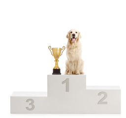 Labrador retriever dog standing with a trophy on a winner's pedestal