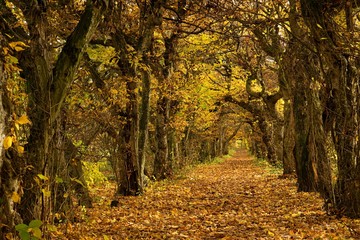 Autumn path