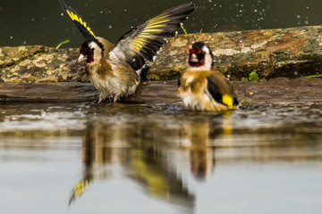 European goldfinch (Carduelis carduelis) bathing, summertime, hot, water drops