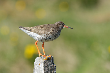 Common redshank Tringa totanus on a pole