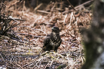 predator hawk buteo buteo sits on a ground in forest