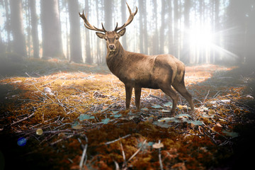 Hirsch im herbstlichen Wald bei Sonneneinfall