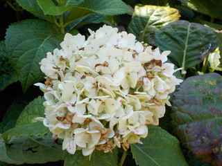 fiore in giardino