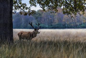 Red Deer in Richmond Park, London. This free to enter park is a national nature reserve with around 600 red and fallow deer that have roamed freely since 1637.