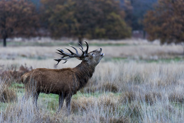 Red Deer in Richmond Park, London. This free to enter park is a national nature reserve with around 600 red and fallow deer that have roamed freely since 1637.