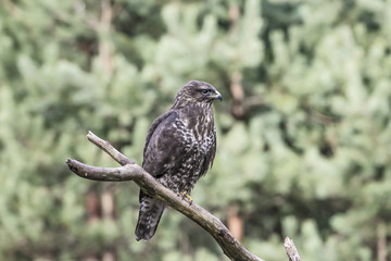 eagle and predator buzzard sits on a branch in search of a victim