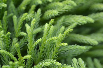 Japanese cedar Globosa Nana