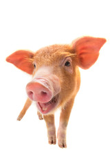 smiling piglet isolated © fotomaster