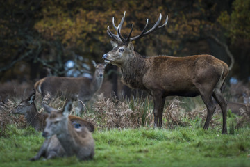 Naklejka na ściany i meble Red Deer in Richmond Park, London. This free to enter park is a national nature reserve with around 600 red and fallow deer that have roamed freely since 1637.