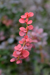 Japanese barberry Red Pillar