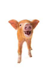 smiling piglet isolated