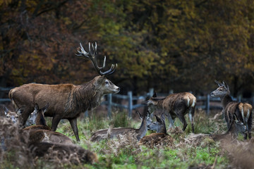 Red Deer in Richmond Park, London. This free to enter park is a national nature reserve with around 600 red and fallow deer that have roamed freely since 1637.