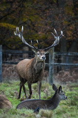 Red Deer in Richmond Park, London. This free to enter park is a national nature reserve with around...