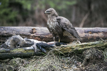 buteo buteo feed on carrion in the forest
