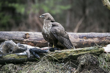 buteo buteo feed on carrion in the forest