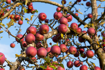 red apples on a tree
