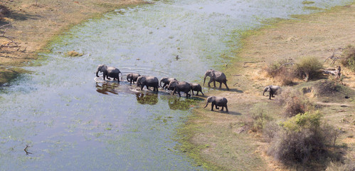 Elephant family crossing water in the Okavango delta (Botswana)