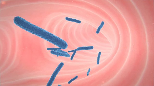 Tuberculosis bacteria pass through the bronchi