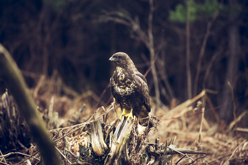 buzzard bird sits on a stump in an autumn forest