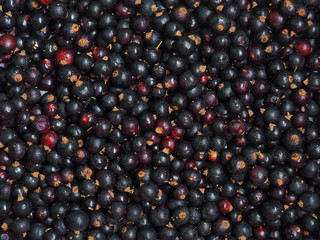 Fresh sweet blackcurrant background covered with tiny drops of water condensate. Ribes nigrum. Close-up blackcurrant texture, surface