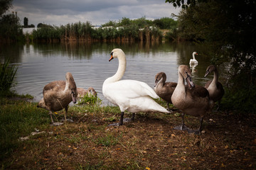 Swans on a lake