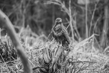 buzzard sits on a stump in an autumn forest black and white