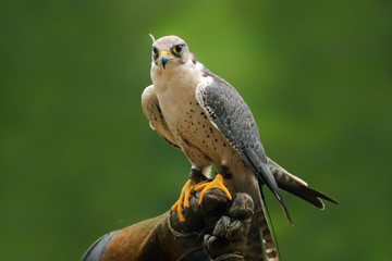 Migrant falcon sitting on falconic gloves