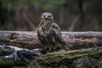 a bird of prey sits on a dead deer and eats 