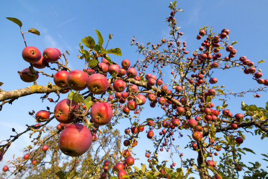 red cider apples on an orchard