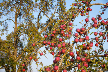 viele rote Äpfel am Baum auf einer Streuobstwiese © Christian Palent