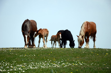 Obraz premium Five horses eating grass on a meadow
