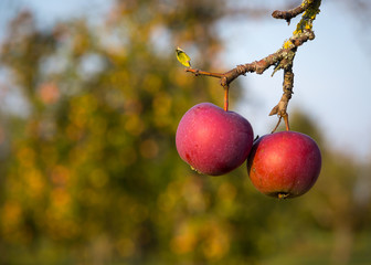 rote Äpfel am Baum auf einer Streuobstwiese