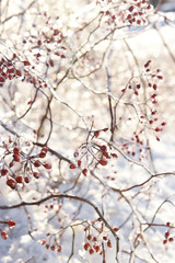 Branches with berries covered with sparkling ice on a sunny winter day. Openwork binding of ice branches. Selective focus.
