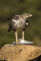 Bonelli Eagle (Auila fasciatus) male with prey
