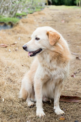 Brown color hybrid dog waiting for owner