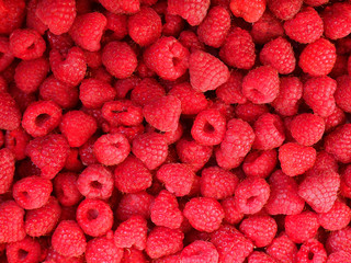 Perfect fresh and sweet red raspberries, food background. Healthy food organic nutrition. Rubus idaeus fruit. Bright natural delicious background of many pile ripe juicy fragrant raspberry berries