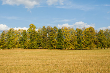 Autumn field with trees, sky with clouds. A clear and serene day.