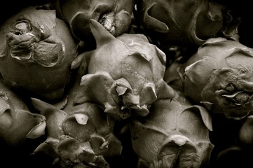 Macro, black and white image of exotic, tropical dragon fruit. 