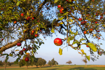 rote Mostäpfel am Baum auf einer württembergischen Streuobstwiese im Spätsommer