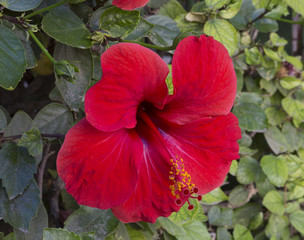flower of the red hibiscus in background of a green bush