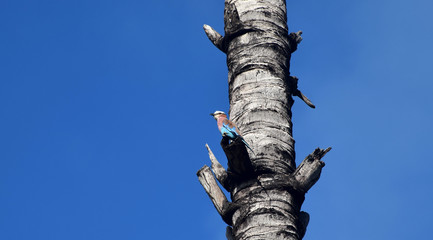 Lilac-breasted roller, Coracias Caudata, African colorful pretty bird  on coconutpalm tree
