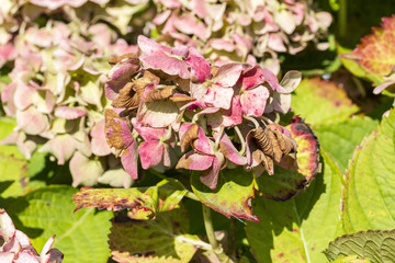 Disease of flower hydrangea hortensia due to lack of wtaer and pollution close up