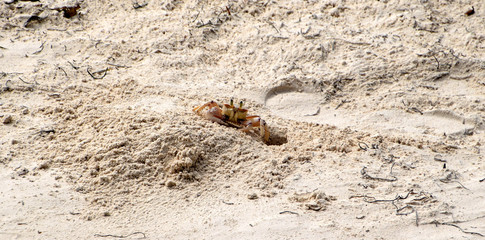 Little Sand Crab on the beach, Ocypode crabs family	