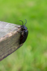 beetle on the bench,Big bug beetle squirt on a wooden bench