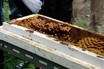 stingless honey bees beehive. trigona meliponini colonies rearing