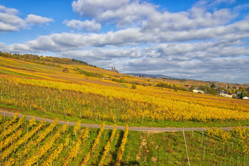 Fototapeta na wymiar Herbstlich gefärbter Weinberg bei sonnigem Wetter