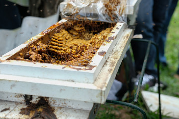stingless honey bees beehive. trigona meliponini colonies rearing