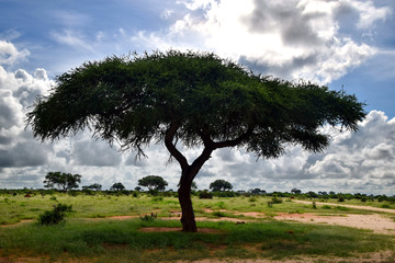 Naklejka na ściany i meble Vachellia tortilis tree and the intact nature at the African savanna