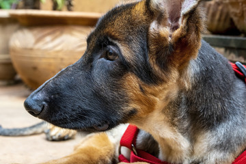 German Shepherd Pup